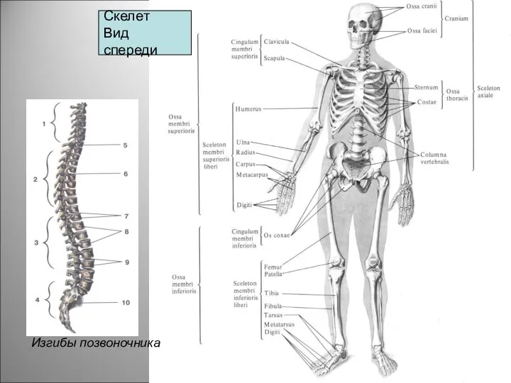 Скелет Вид спереди Изгибы позвоночника
