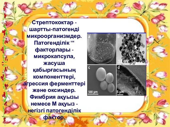 Стрептококтар - шартты-патогенді микроорганизмдер. Патогенділік '"факторлары - микрокапсула, жасуша қабырғасының компоненттері,