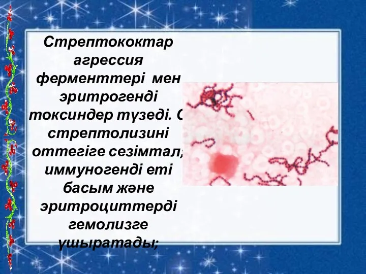 Стрептококтар агрессия ферменттері мен эритрогенді токсиндер түзеді. О стрептолизині оттегіге сезімтал;