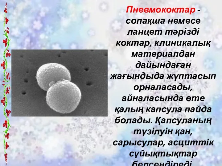 Пневмококтар - сопақша немесе ланцет тәрізді коктар, клиникалық материалдан дайындаған жағындыда