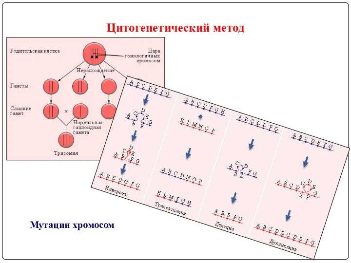 Цитогенетический метод Мутации хромосом