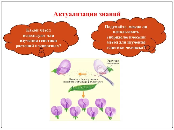 Актуализация знаний Какой метод используют для изучения генетики растений и животных?