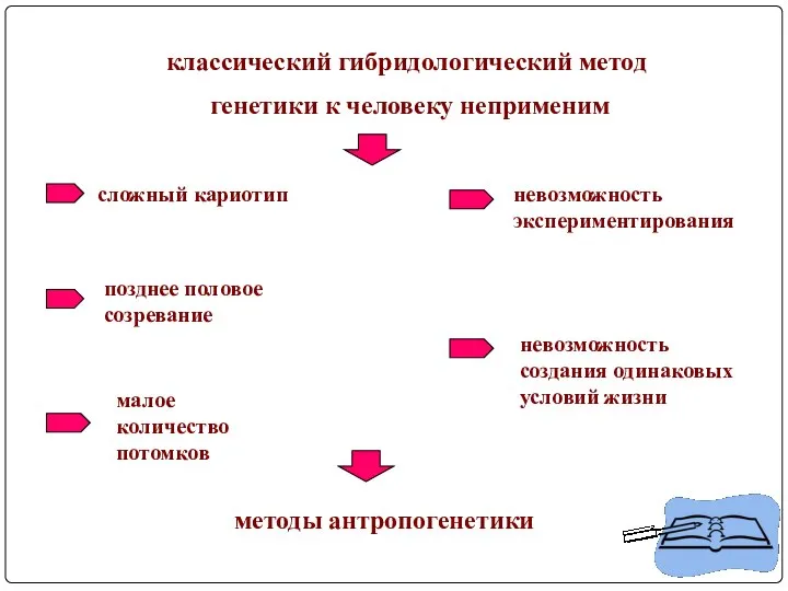 классический гибридологический метод генетики к человеку неприменим сложный кариотип позднее половое