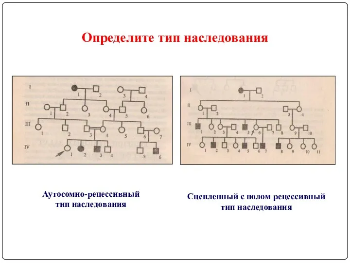 Определите тип наследования Аутосомно-рецессивный тип наследования Сцепленный с полом рецессивный тип наследования