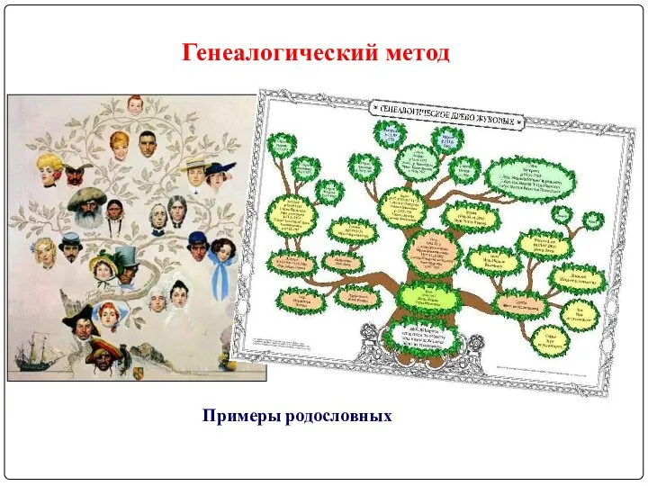 Генеалогический метод Примеры родословных