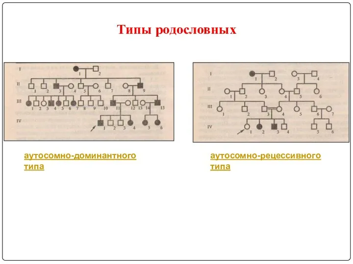 Типы родословных аутосомно-доминантного типа аутосомно-рецессивного типа