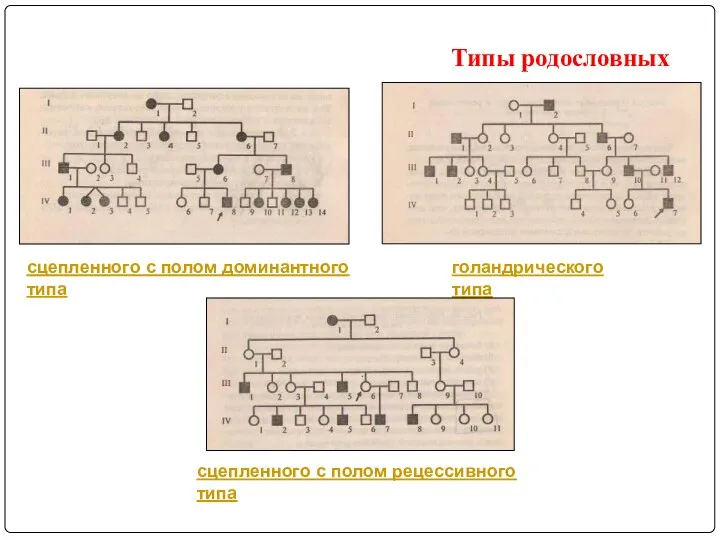 Типы родословных сцепленного с полом доминантного типа голандрического типа сцепленного с полом рецессивного типа