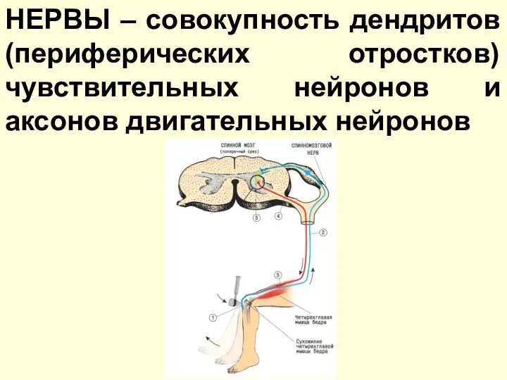 НЕРВЫ – совокупность дендритов (периферических отростков) чувствительных нейронов и аксонов двигательных нейронов
