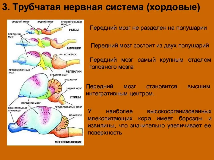 3. Трубчатая нервная система (хордовые) Передний мозг не разделен на полушарии