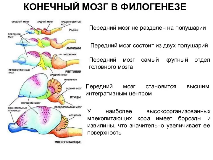 Передний мозг не разделен на полушарии Передний мозг состоит из двух