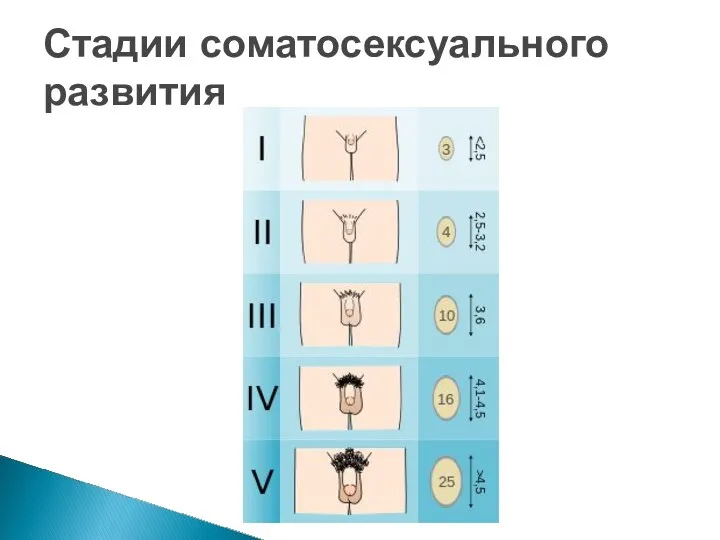 Стадии соматосексуального развития