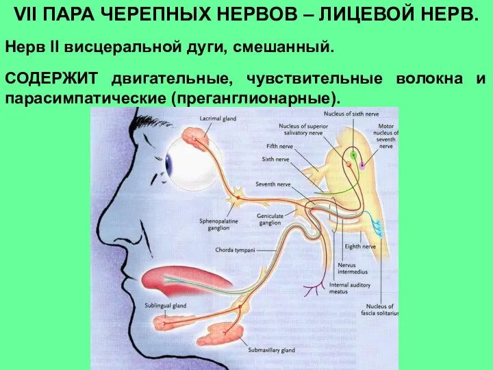 VII ПАРА ЧЕРЕПНЫХ НЕРВОВ – ЛИЦЕВОЙ НЕРВ. Нерв II висцеральной дуги,