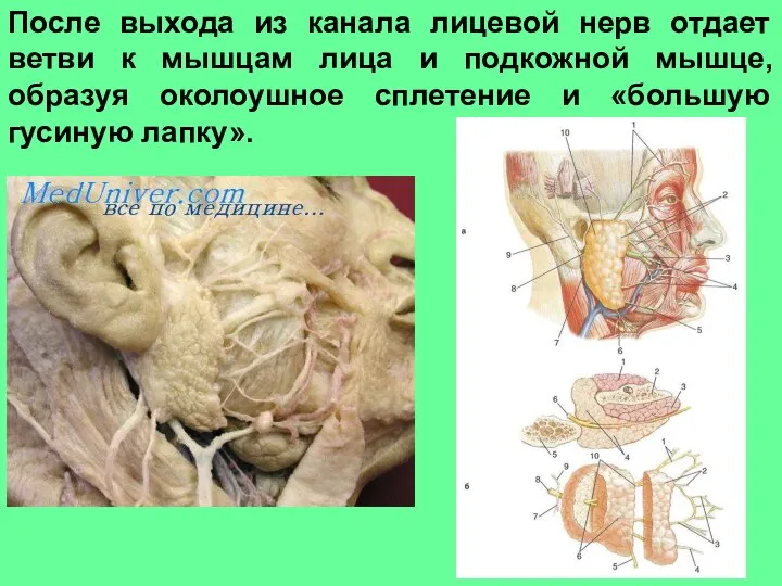 После выхода из канала лицевой нерв отдает ветви к мышцам лица