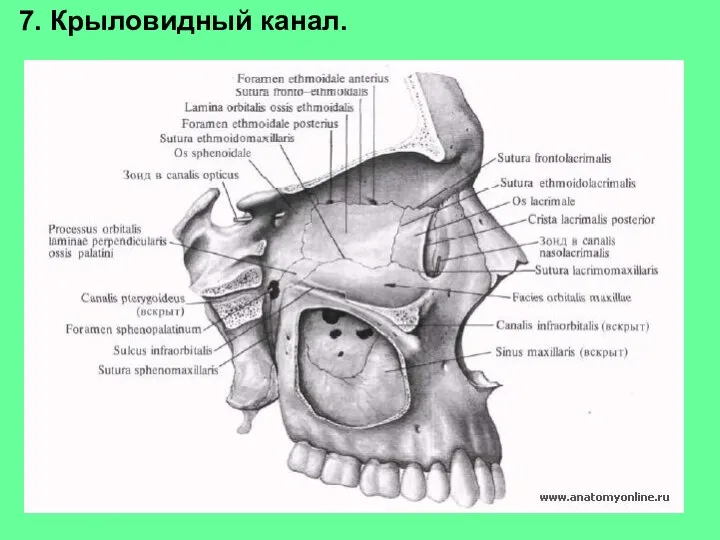 7. Крыловидный канал.