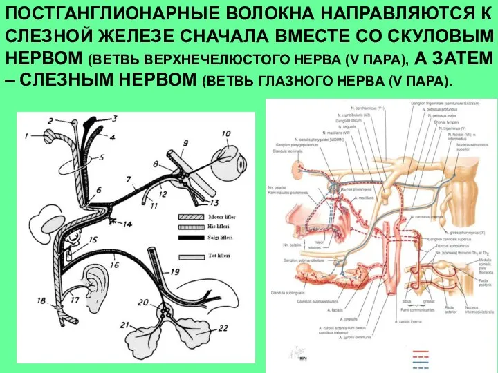 ПОСТГАНГЛИОНАРНЫЕ ВОЛОКНА НАПРАВЛЯЮТСЯ К СЛЕЗНОЙ ЖЕЛЕЗЕ СНАЧАЛА ВМЕСТЕ СО СКУЛОВЫМ НЕРВОМ