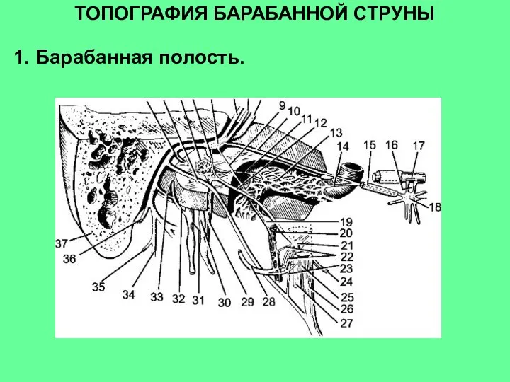 ТОПОГРАФИЯ БАРАБАННОЙ СТРУНЫ 1. Барабанная полость.