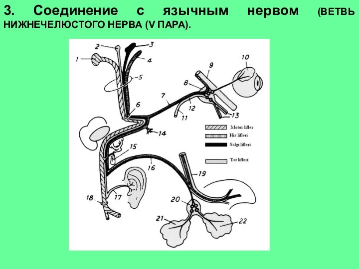 3. Соединение с язычным нервом (ВЕТВЬ НИЖНЕЧЕЛЮСТОГО НЕРВА (V ПАРА).