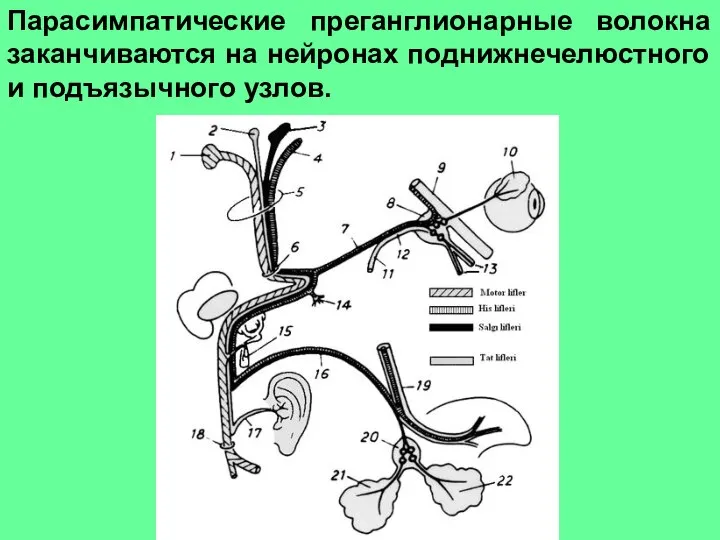 Парасимпатические преганглионарные волокна заканчиваются на нейронах поднижнечелюстного и подъязычного узлов.