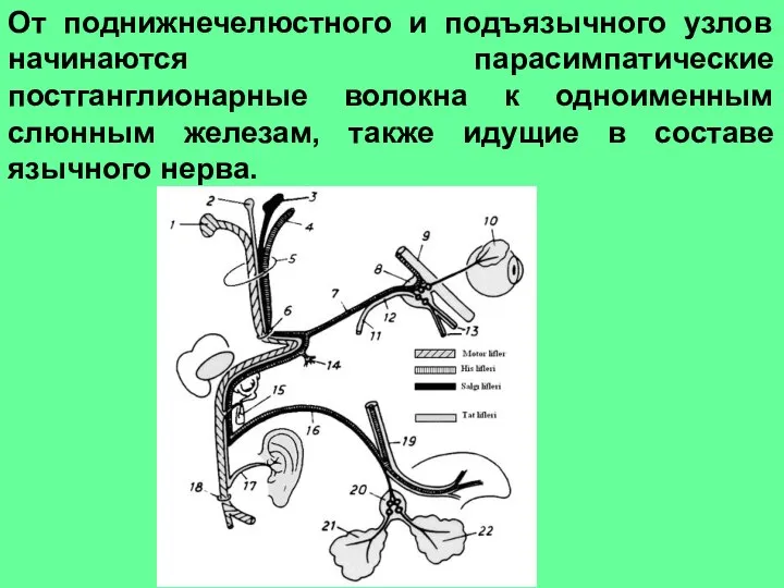 От поднижнечелюстного и подъязычного узлов начинаются парасимпатические постганглионарные волокна к одноименным