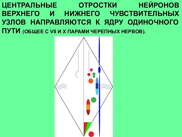 ЦЕНТРАЛЬНЫЕ ОТРОСТКИ НЕЙРОНОВ ВЕРХНЕГО И НИЖНЕГО ЧУВСТВИТЕЛЬНЫХ УЗЛОВ НАПРАВЛЯЮТСЯ К ЯДРУ