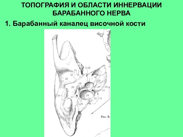 ТОПОГРАФИЯ И ОБЛАСТИ ИННЕРВАЦИИ БАРАБАННОГО НЕРВА 1. Барабанный каналец височной кости