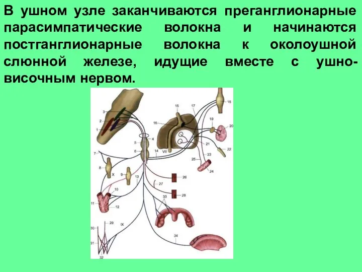 В ушном узле заканчиваются преганглионарные парасимпатические волокна и начинаются постганглионарные волокна