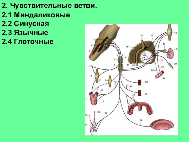 2. Чувствительные ветви. 2.1 Миндаликовые 2.2 Синусная 2.3 Язычные 2.4 Глоточные