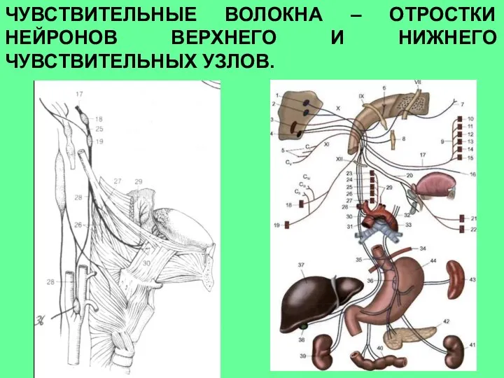 ЧУВСТВИТЕЛЬНЫЕ ВОЛОКНА – ОТРОСТКИ НЕЙРОНОВ ВЕРХНЕГО И НИЖНЕГО ЧУВСТВИТЕЛЬНЫХ УЗЛОВ.