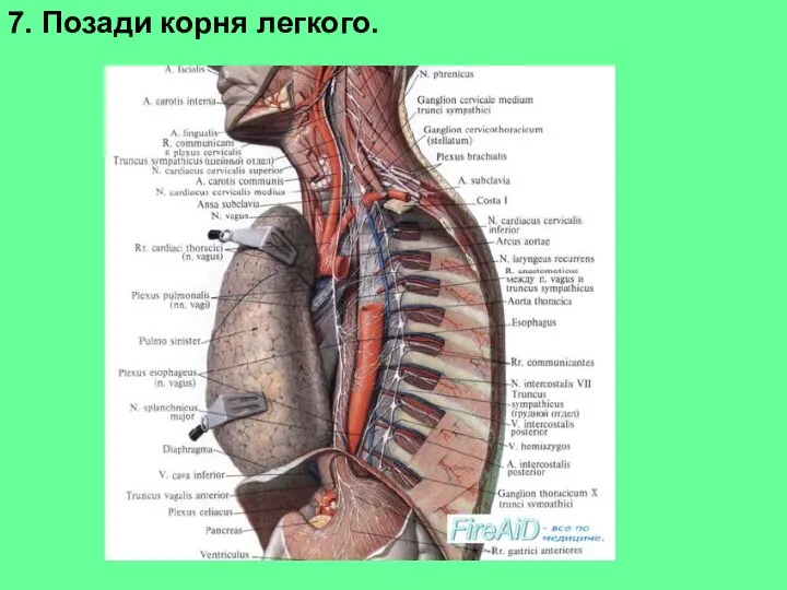 7. Позади корня легкого.