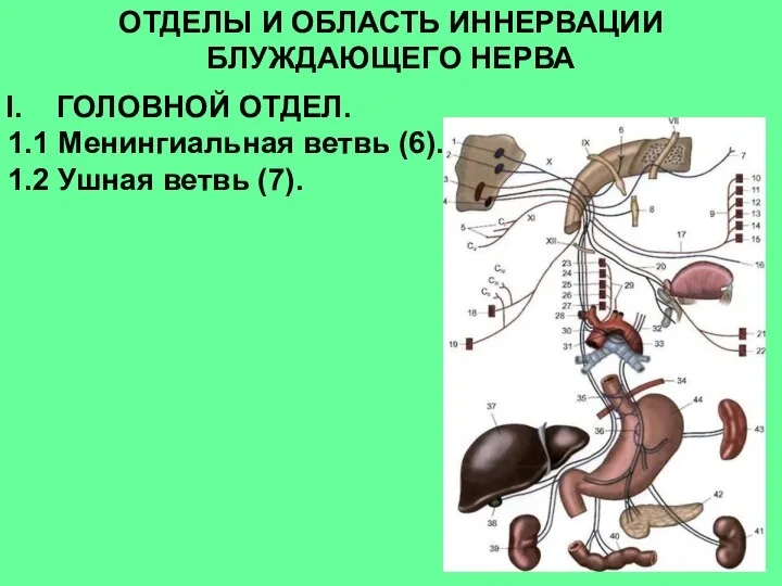 ОТДЕЛЫ И ОБЛАСТЬ ИННЕРВАЦИИ БЛУЖДАЮЩЕГО НЕРВА ГОЛОВНОЙ ОТДЕЛ. 1.1 Менингиальная ветвь (6). 1.2 Ушная ветвь (7).