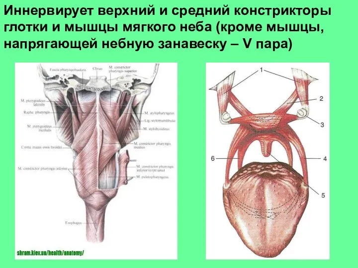 Иннервирует верхний и средний констрикторы глотки и мышцы мягкого неба (кроме