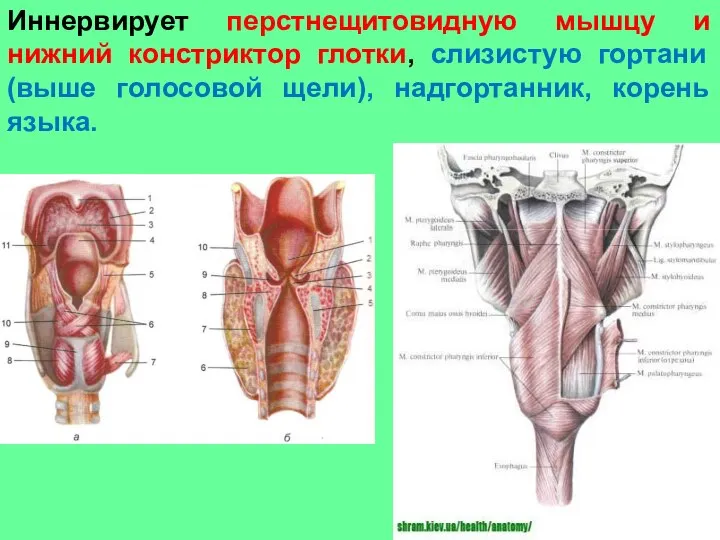 Иннервирует перстнещитовидную мышцу и нижний констриктор глотки, слизистую гортани (выше голосовой щели), надгортанник, корень языка.