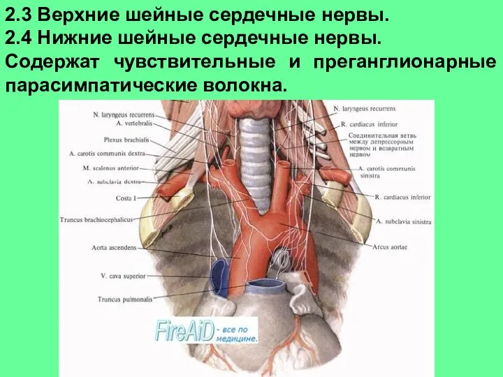 2.3 Верхние шейные сердечные нервы. 2.4 Нижние шейные сердечные нервы. Содержат чувствительные и преганглионарные парасимпатические волокна.