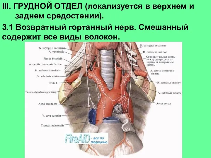 III. ГРУДНОЙ ОТДЕЛ (локализуется в верхнем и заднем средостении). 3.1 Возвратный