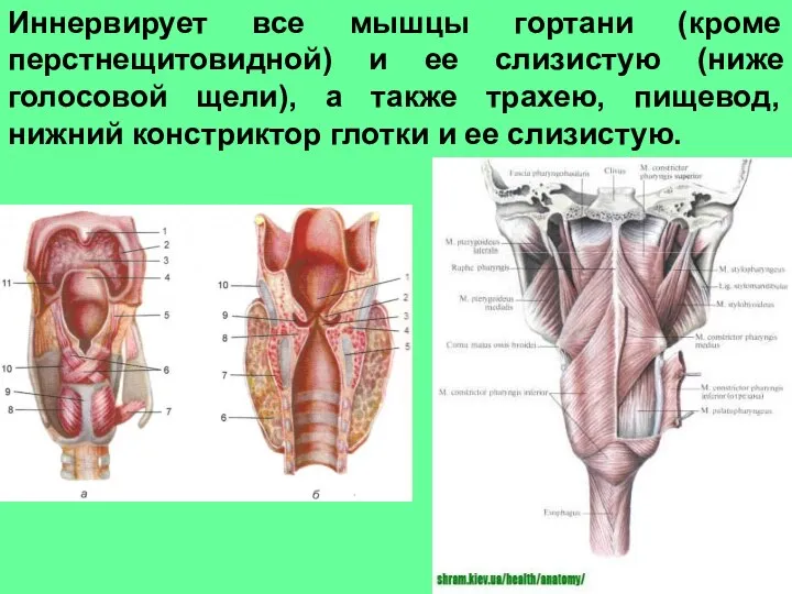 Иннервирует все мышцы гортани (кроме перстнещитовидной) и ее слизистую (ниже голосовой