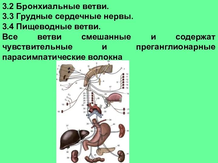 3.2 Бронхиальные ветви. 3.3 Грудные сердечные нервы. 3.4 Пищеводные ветви. Все