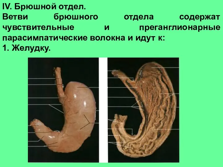 IV. Брюшной отдел. Ветви брюшного отдела содержат чувствительные и преганглионарные парасимпатические