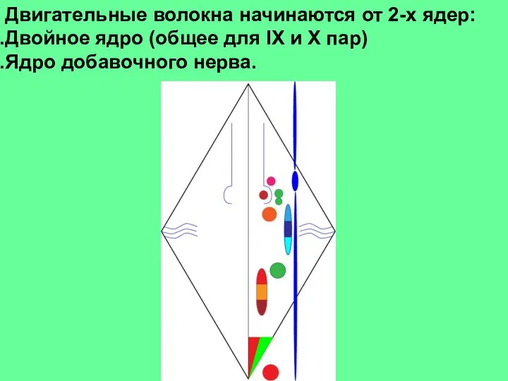 Двигательные волокна начинаются от 2-х ядер: Двойное ядро (общее для IX