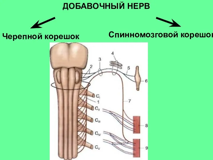 ДОБАВОЧНЫЙ НЕРВ Черепной корешок Спинномозговой корешок