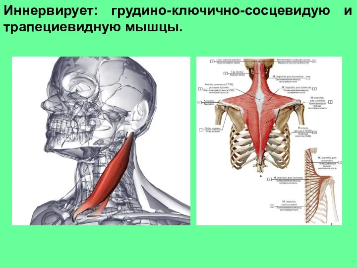 Иннервирует: грудино-ключично-сосцевидую и трапециевидную мышцы.