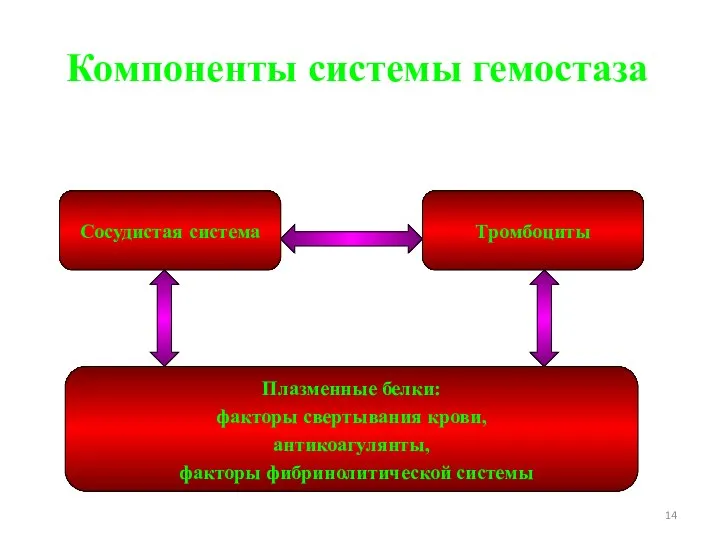 Компоненты системы гемостаза Сосудистая система Тромбоциты Плазменные белки: факторы свертывания крови, антикоагулянты, факторы фибринолитической системы