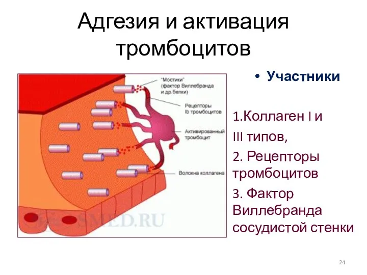 Адгезия и активация тромбоцитов Участники 1.Коллаген I и III типов, 2.