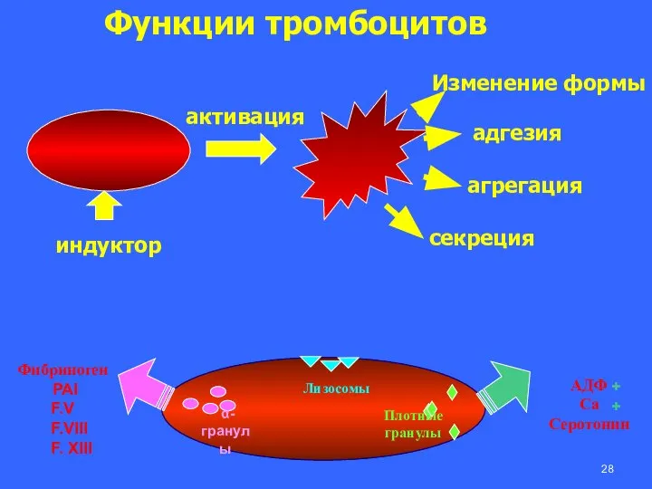 α-гранулы Плотные гранулы АДФ Са Серотонин Фибриноген PAI F.V F.VIII F. XIII ++ Лизосомы