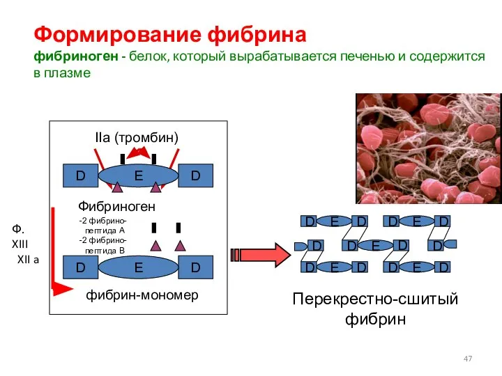 Перекрестно-сшитый фибрин Формирование фибрина фибриноген - белок, который вырабатывается печенью и