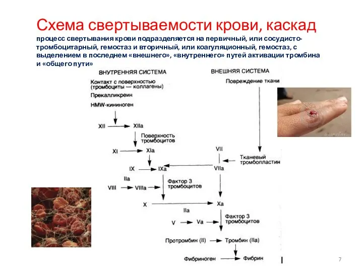 Схема свертываемости крови, каскад процесс свертывания крови подразделяется на первичный, или