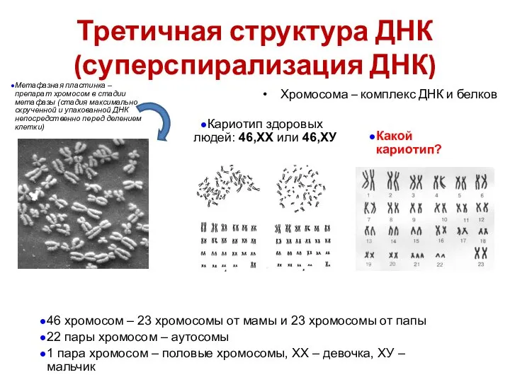 Третичная структура ДНК (суперспирализация ДНК) Хромосома – комплекс ДНК и белков