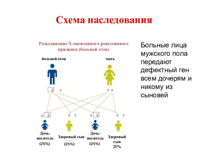 Схема наследования Больные лица мужского пола передают дефектный ген всем дочерям