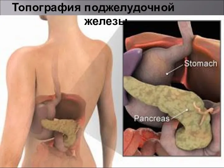 Топография поджелудочной железы