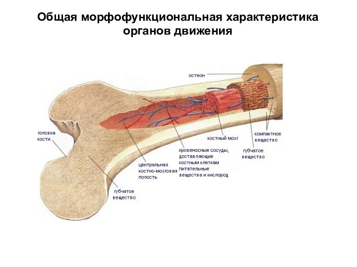 Общая морфофункциональная характеристика органов движения