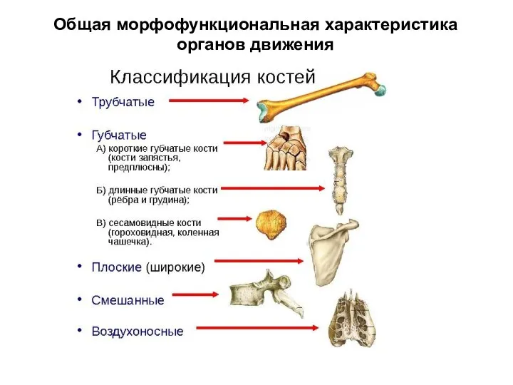 Общая морфофункциональная характеристика органов движения